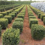 Taxus baccata Würfel