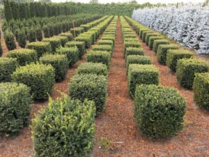 Taxus baccata Würfel