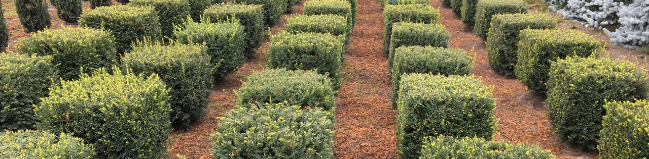 Taxus baccata Würfel Beitragsbild