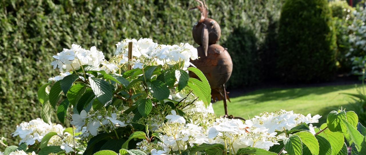 Viburnum plicatum 'Mariesii'