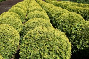 Thuja occidentalis 'Golden Globe'
