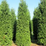 Thuja occidentalis 'Brabant'