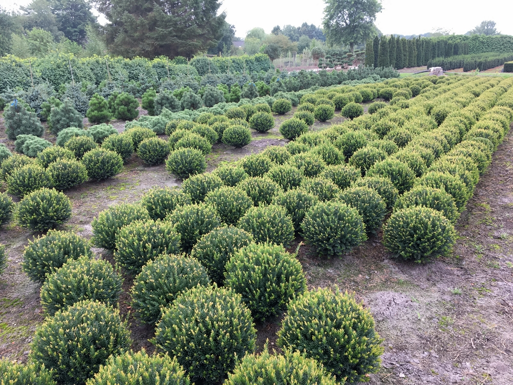 Taxus (Eibe)  von Hammel Baumschulen