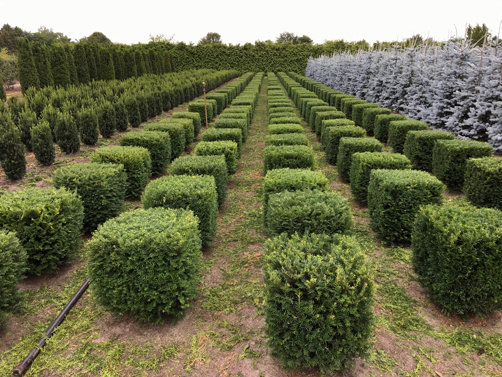 Taxus baccata  Wrfel  von Hammel Baumschulen