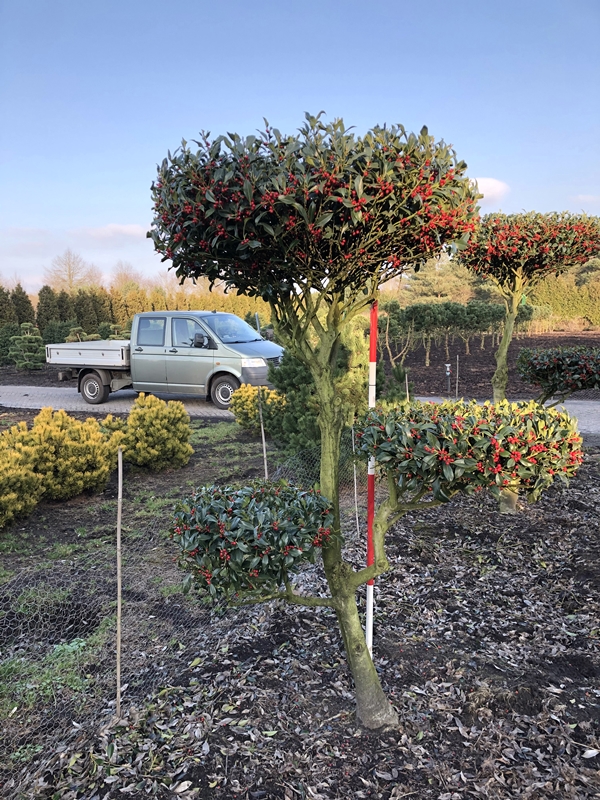Ilex aquif.’Pyramidalis‘ – Sonderformen – von Hammel Baumschulen