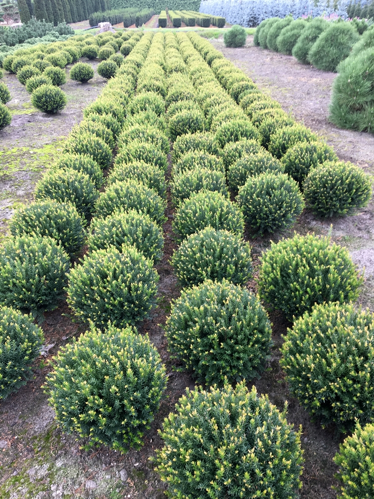 Taxus baccata Renke's Kleiner Grner'   Kugel  von Hammel Baumschulen