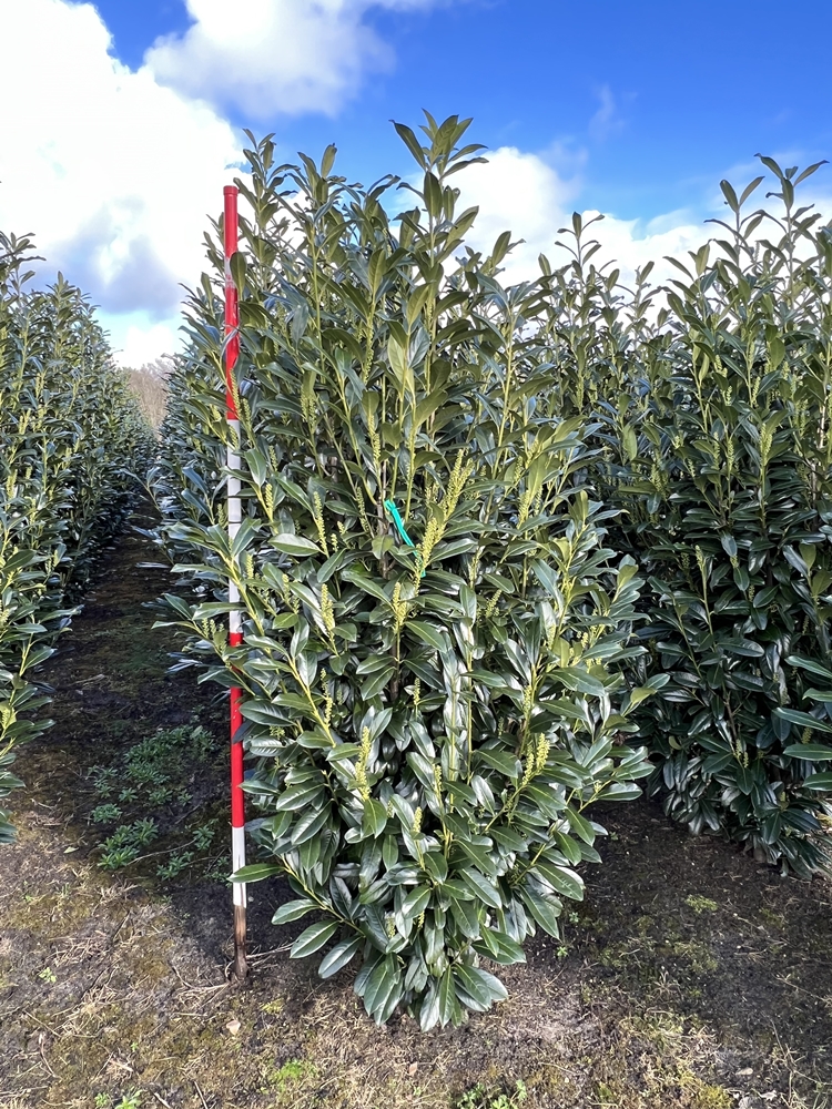 kirschlorbeer als hecke Portugiesischer Kirschlorbeer kaufen